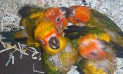 Baby Conures for sale:
Sun Conure $350
Baby Blue crown Conure $450
Blue Crown Conure are quite large, generally growing to about 14.5 inches,
Expected lifespan ranges from 25 to 30 years.
I am currently in the process of selling baby sun conures. These
