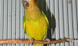 Currently Hand feeding Brown Throat Conure that will be ready for their new homes in June. Playful birds and have ability to talk. Tested for PFBD, chlamydia and Polyoma Vaccinated. Please call, text or e-mail for more information and to put a deposit