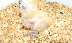 On eggs again!! Tested for PFBD, Chlamydia and Polyoma Vaccines. DNA sexing $25.00 more. Umbrella Cockatoo's can be great talkers but, do require attention everyday. Can also be noisy at times so, not recommended for small apartments. Shipping weather