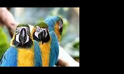 Alison?s Parrot Place is part of the Nationwide Parrot Place Organization. We are a home-based business specializing in hand raising baby parrots in a loving and stress-free home environment.
We don't just sell birds, we sell companion pets, and there is