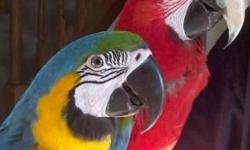 Are you looking for a sweet and loving companion parrot?
Alison?s Parrot Place is part of the Nationwide Parrot Place Organization. We are a home-based business specializing in hand-raising baby parrots in a loving and stress-free home environment. We