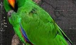 Male Red Sided Eclectus, being hand fed. Taking small deposit to hold till weaned. Will come banded and micro chipped. Super tame! Call for more info. (831)840-2982. Great X-Mas gift. Lay-away and payment plans available.
This ad was posted with the eBay