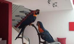BLUE AND GOLD MACAWS BABY HAND REARED FROM 15 WEEKS VERY VERY CUDDLY TAME AND USED TO WITH ALL HOUSE ALL ENVIRONMENT LOVELY BIG BIRDS USED TO WITH CHILDREN AND OTHER PETS VERY VERY COLORFUL WILL GO TO EVERY ONE WILL BE READY SOON COME YOU CAN COME AND