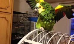 I have a beautiful blue fronted amazon up for adoption. She's about 5 years old and very healthy. She's sweet and hand tame. I also including a large iron cage with stand and some food for her. If interested please contact for more info. Thanks