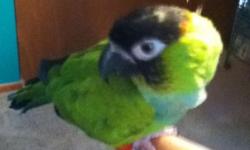 I have a four year old male nanday conure to rehome. I bought him last year to keep my other nanday conure Mr. Pibb company, but sadly they don't like each other, so I have decided to rehome Zorro. Zorro is a four year old DNA sexed male nanday conure, I