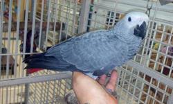 I have a 2 and a half month old handfed African Grey Parrot on 2 feedings a day. If you are interested please contact me at 9367761900 will send pictures I was unable to upload to put on ad. SERIOUS INQUIRIES ONLY
Hablo Espanol