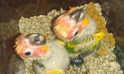 I have handfed baby birds for sale. Some are weaned and some are still being handfed. If the birds are not yet weaned I will accept a deposit on them to hold until fully weaned. All babies have been handfed since they were 2 weeks old. All babies are