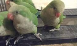 I have the following handfed babies
Quakers - Recently weaned. Very Sweet. DNA certificate comes with baby. 4 males (2 have been Sold) and 3 females. 190.00/each
Sun Conure - DNA pending. Only 5 weeks old. Accepting 100.00 deposit to hold baby until