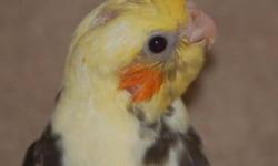 Handfed Baby Cockatiels are on sale at Birds and Then Some through Saturday. Pick any baby for just 55.00. I have Cinnamons, Pieds, Pearlies, and Greys. The babies range from just weaned to almost weaned. The baby must be paid in full by Saturday to