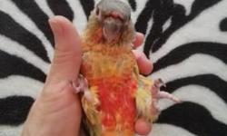 HANDFED yellow sided- pineapple green cheek conure, weaned on pellet diet. This baby is only two month old, Very beautiful bright colors. Very smart and funny bird, friendly and supper playful, we spend a lot of time with the bird to make sure its very