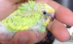 I have a beautiful baby English budgie ready for adoption. All of our babies are sweet and tame.