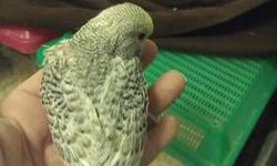 Very Sweet Handfed English Parakeet Babies $55.00- Have been handfed from 2 weeks old. Babies are still being handfed and will not be weaned for another week or two. Accepting deposits of 20.00 per baby to hold until ready to go home. Each baby is banded,
