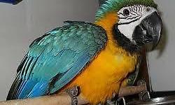 Baby Handfed Blue and Gold Macaw Parrot
9 mo old Sweet and Cuddly Blue and Gold Macaw Parrot. Very Dear. It is royal blue in color, large, very cuddly as a pet. Whistles, laughs and starting to talk.
Price Is Firm: $800.00 (serious injuries only!)
Cash &