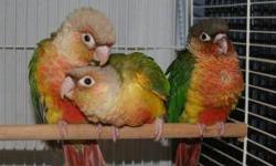 I am currently handfeeding 3 baby green cheek conures. They are the normal Green Cheeks and were born on April 14,15 & 16th. I am accepting deposits to hold until weaned. A $25.00 deposit is required to hold the baby until fully weaned (usually about 8