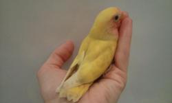 HANDFED beautiful baby peachface lovebirds that is ready to go to its loving home. Only 7 weeks old baby birds. I handfed these birds and provided lots of my time and love and I would like to find the right home for them, where they will get lots of care,
