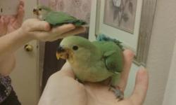 Two beautiful baby lovebirds that are ready to go to its loving home. Only two month old baby. I handfed these birds and provided lots of my time and love and I would like to find the right home for them, where they will get lots of care, attention, and