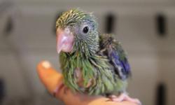 1 Male GREEN Handfed Parrolet. 10 weeks old. Ready to go! Great pocket pet. Smallest of the Parrot family. Interactive Happy! More to Hatch soon
