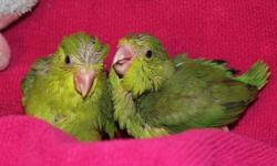 Available in about 2 weeks. 2 Green Female Parrolets. Handfed, playful little pocket pet. Love veggies, millet, parakeet/cockatiel seed. Smallest of the parrot family! Smaller cage required!