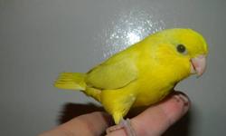 I have hand fed baby parrotlets ready for there new homes.
We will be coming to portland close to Thanksgiving and can meet you.
We have avalible:
1 american yellow males
1 american yellow female
1 american white female
1 blue pied female
Price vary