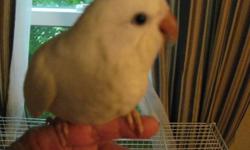 Hi!
I have 2 DE White Quaker babies for sale or trade. Asking $1000.00 each. . Handfed and raised with a lot of Love. Weaned on a pellet, with a small amount of Fresh seed with a variety of fruits, vegs, nuts, etc. Also given fresh fruit. Please respond