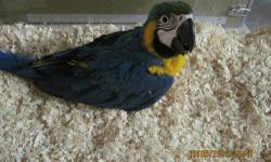 We have 1 Blue & Gold macaw female being handfed. She was hatched 7/20 and should be ready to go home in November. Blue & Gold's are stunning birds with great personalities. They do well in family situations and are excellent pets. They are good talkers