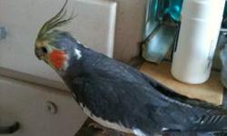 I have a 10 month old male cockatiel who is busy singing and playfull. I have a 2-3 year old Lutino paired birds for $250. Grey paired cockatiels are $150 ready for breeding.