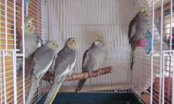 5 handfed grey split to pied cockatiels weaned and looking for their forever home. $60 each Located in Matherville, IL cage not included.