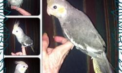 I have several handfed tame cockatiels ready for new homes. $125 each or inquire for multiples discount. New Cages $35+ Located in Glasgow, Ky no shipping.
This ad was posted with the eBay Classifieds mobile app.