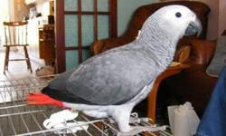 I have 4 Baby Congo African Greys hatched between 3/12/13 to 3/18/2013. They will be turning 2 months old the week of May 12, 2013, and will be on 2 feeding a day. They will be checked by the vet., and will be DNA tested. Payment via PayPal. If shipping