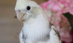 I have two creamfaced pied cockatiels almost ready for their new homes. Both are very sweet and loving. $100 each.