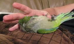 These babies were all sold, but I do have more babies i will be pulling to hand feed shortly! Please call to see availablity. Thank you!
I have some real sweet handfed Quaker parrot babies. I feed mine a pellet food with veg, millet, and a variety of