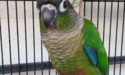 Spunky little baby Green Cheek Conures for sale. Recently weaned & being acclimated outdoors. Really social little guys love to play. They are housed with other conures & do well with other birds. Low volume birds & perfect for apartments. They love kids