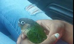 I have 1 baby green cheek conure left.he/she is unsexed and in perfect feather. just weaned a few weeks ago and is around 3 to 4 months old. just needs to be handled more, as since he was weaned I have not had time to handle him/her. very beautiful bird.