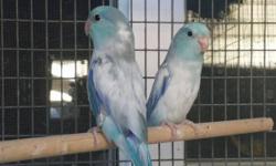 We have 2 baby Heavy Blue Pied Parrotlets weaned & ready to go. Hatched 08/06/14. If you want a cool looking bird, then you found it. Father is a Heavy Blue Pied & Mother is a visual blue split pastel. Get them while still can. $250 each
** Special 1 left