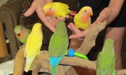 I have 6 handfed fully weaned super sweet love birds that are ready to go to their forever homes. Love to cuddle or snuggle up to your neck/chin. 3 normal peach face and 3 lutino. $60 each.