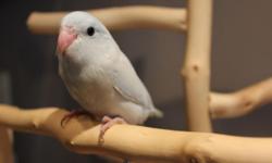 Hello and thank you for looking at our ad! We are a small family owned and operated business that takes pride in producing healthy and friendly birds that make great additions to any family! Parrotlets make great pets since they are relatively quiet and