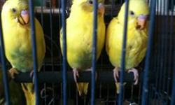 I have yound and baby parakeets from 2-3-9 months. I also have male and female parakeets from 11+ months old. Young birds have been hande fed and playful. Older birds are $30 each. Young birds are $35 to $40 depending on age. Birds are raised in home not