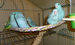 Four blue parrotlet babies, one green. All handfed and nearly ready for new homes. They are being fed a varied diet daily of fresh fruits and veggies, goldenfeast fruit veggie bean mix, seed and pellets. The blues are $150 and the green is $125. I live in