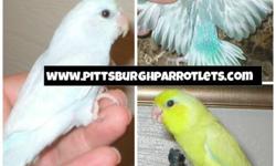 CURRENTLY HANDFEEDING VARIOUS SPECIES AND COLOR MUTATIONS OF PARROTLETS.
PARROTLETS ARE ONE OF THE SMALLEST OF THE TRUE PARROTS. MEASURING BETWEEN 3.5 INCHES AND 5.5 INCHES TALL. THEY HAVE BEEN TERMED "THE POCKET PARROT."
PARROTLETS ARE PERFECT FOR