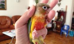 I have 3 babies pineapple green cheek conure that are ready for their new home. All of our babies are sweet and hand tame. Adoption fee would be $195 for each baby. Thanks