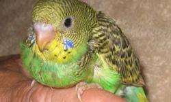 Handfed/Raised Parakeets. Very friendly variety of colors. Ready to be adopted. $25.00 Reserve yours now with a small deposit. For additional information and photos check out www.onawinganaprayer.com or call (951) 928-0307. Our babies are leg banded, come