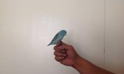 Handfed and tamed 10 weeks old blue male split fallow split white parrotlet $95
Currently hand feeding yellow male and American white male
and more coming next week reserve now
(619)245-9028