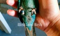 Now is your chance to get a beautiful little Turquoise Green Cheek. The babies are weaned & we're almost out. 7 weeks old hatched hatched 07/08/2014. All are surgically sexed & tattooed. These little guys just love to spend time with the family. We have