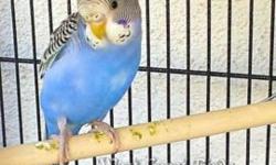 11 week old handfed Violet Cobalt male parakeet. Sweet little bird that loves to be out. Deep blue color with touches of violet. $35 Color deeper in person. Great for people looking for out of the ordinary colors
7/20 - 7/31 SPECIAL $25
Call or text