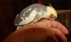 Hi Everyone! I am selling my baby handfed cockatiel. It is unsexed and 8 weeks old. Very used to people already and very pretty. No cage. 80.00