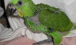 We are handfeeding 1 female Yellow Nape baby. They are known as one of the best talking parrots and are extremely animated and playful! This baby is very sweet and social. She is still beaing handfed and we expect her to be ready to go home around