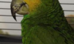 Binky comes with a cage and a few toys. He is a Rescued Orange Shoulder Amazon parrot that needs to be the center of attention. No other pets need to be in the home. Binky does not get along with our other birds or pets. He is stick trained and loves