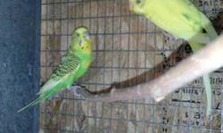 I have four English budgies and unfortunately I don't have time or place for them anymore. I just bought them from a show breeder in New York. They come with pedigrees. Two males (Sky blue and a cobalt) and two females ( Normal green and Opaline green).