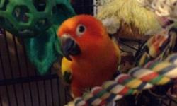 I have a 3 year old male Sun Conure.
He is very nice, but often sometimes cage aggressive. Other, he does well.
He is only a one person bird, but will accept to go on other peoples shoulders. Just don't try to hand him off, he will try to bite the other