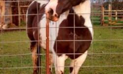 Morty is a 15.3 hand unregistered black and white paint horse gelding,12yrs he is looking for a experienced rider. He has had 6 months professional training but that was at least 6yrs ago. Morty has a lot of energy and has the potential to make an